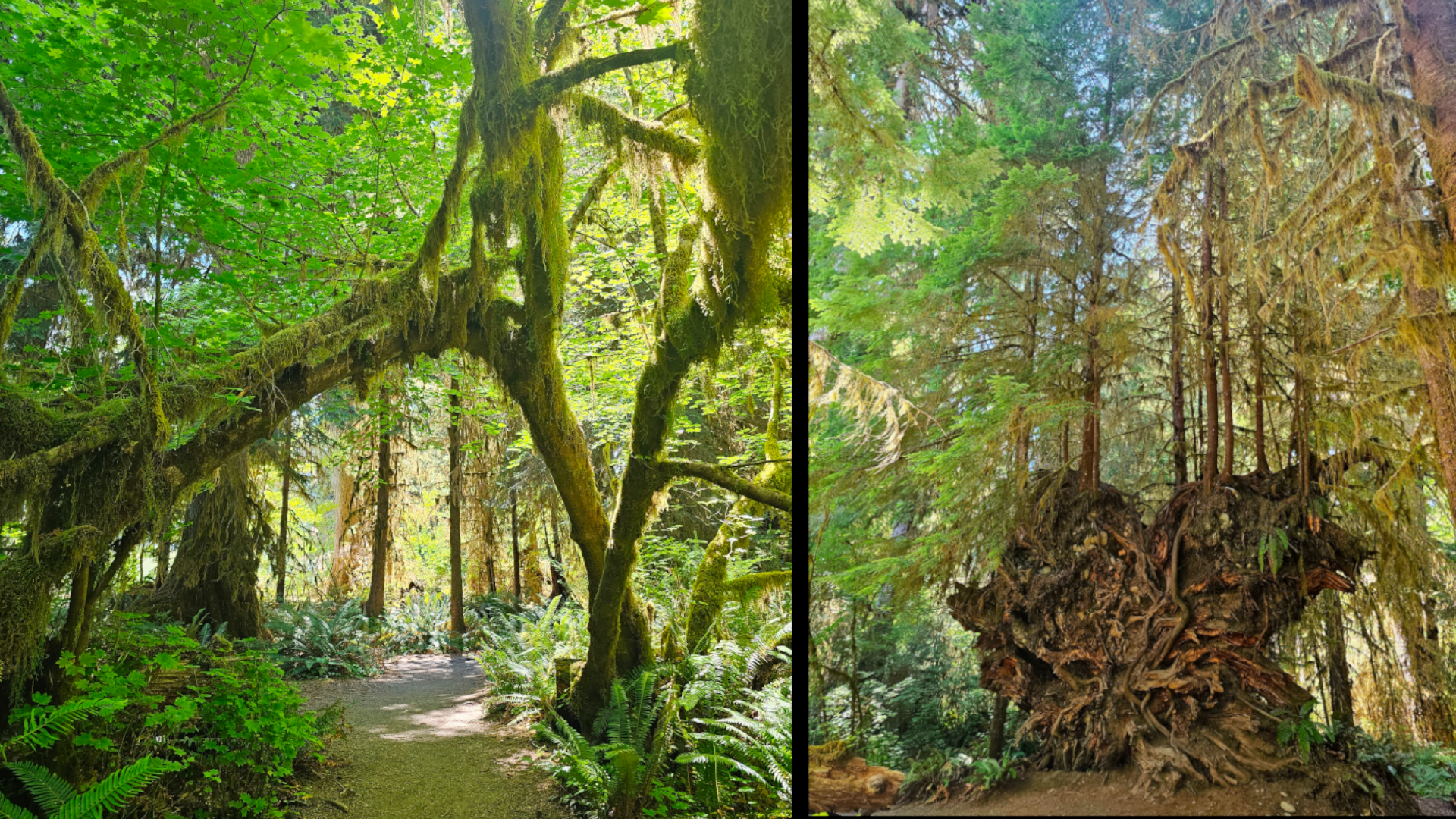 Hoh Rainforest