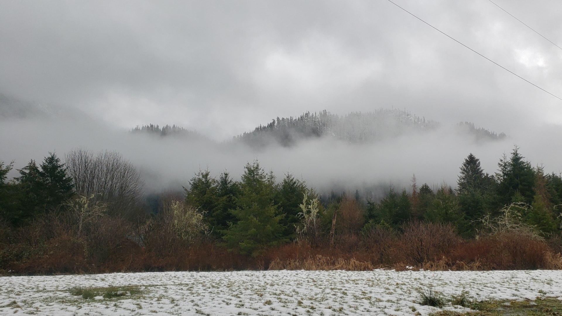 Lake Quinault forest photo